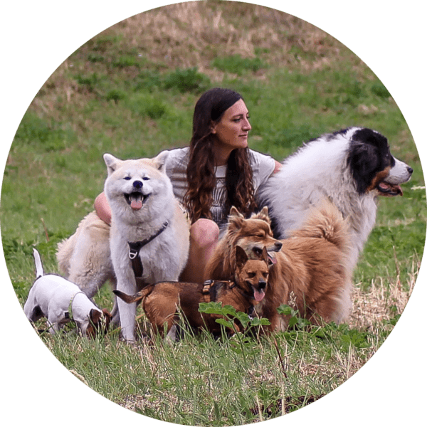 Cours en ligne / webinaire Comprendre son chien / sa chienne